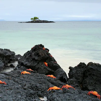 Sally Lightfoot Crabs Galapagos Islands