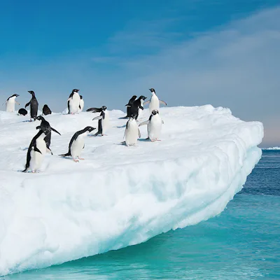 Penguins in Antarctica