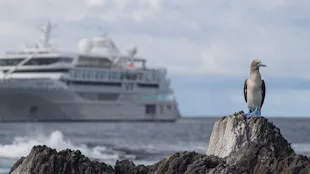 Silversea Silver Origin Galapagos with a Blue-Footed Booby
