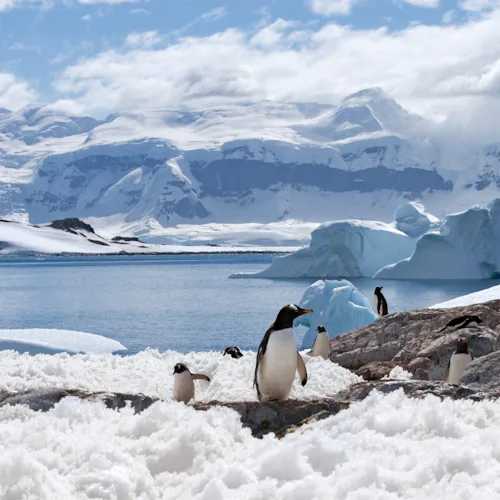 Gentoo Penguins in Antarctica
